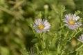 Purpel aster on green background Royalty Free Stock Photo