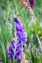 Purpel gladiola in a field, summertime Royalty Free Stock Photo