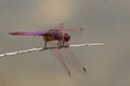 Purperlibel, Violet Dropwing, Trithemis annulata Royalty Free Stock Photo