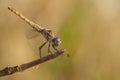 Purperlibel, Violet Dropwing, Trithemis annulata Royalty Free Stock Photo