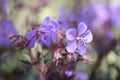 dark leafed cranesbill with beautiful purple flowers Royalty Free Stock Photo