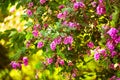 Purple acacia tree blooming background. Pink Robinia flowers