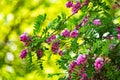 Purple acacia tree blooming. Pink Robinia flowers