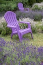 Purple Adirondack Chairs in a Lavender Field #2 Royalty Free Stock Photo