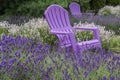 Purple Adirondack Chairs in a Lavender Field Royalty Free Stock Photo