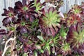 Purple Aeonium (Aeonium arboreum 'Atropurpureum') in a garden : (pix SShukla)