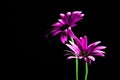 Purple African daisies lit from above. Royalty Free Stock Photo