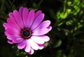 Purple African Daisy Royalty Free Stock Photo