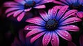 Purple african daisy. Beautiful close up photography of african daisy flower. Royalty Free Stock Photo