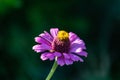 Purple African Daisy bloom closeup Royalty Free Stock Photo