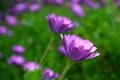 Purple African Daisy bush meadow in bloom Royalty Free Stock Photo