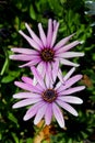 Purple African Daisy bush meadow in bloom Royalty Free Stock Photo