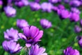 Purple African Daisy bush meadow in bloom Royalty Free Stock Photo