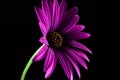 Purple African daisy closeup. Royalty Free Stock Photo