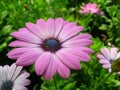 Purple African Daisy Flower