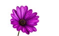 Purple African Daisy Flower