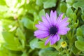 Purple African Daisy on green background Royalty Free Stock Photo