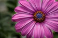 Purple African Daisy on green background Royalty Free Stock Photo
