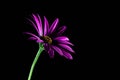 Purple African daisy isolated on black.