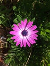 Purple African Daisy in nature green leaf background. Royalty Free Stock Photo