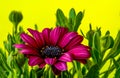 Purple African Daisy, Osteospermum ecklonis Royalty Free Stock Photo