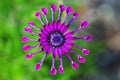 Purple African Daisy or Osteospermum flower against natural green background Royalty Free Stock Photo