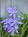 Purple African lily with gray wooden background. Vertical photo image. Royalty Free Stock Photo