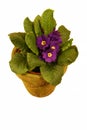 Purple african violet