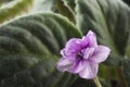 Purple African violet flower on a background of green leaves Royalty Free Stock Photo