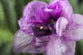 Purple African violet flower on a background of green leaves macro Royalty Free Stock Photo