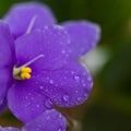 Purple African Violets Flowers