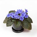 Purple African Violets