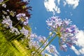 Purple Agapanthus