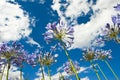 Purple Agapanthus