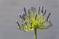 Purple Agapanthus flower