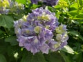 Purple Ajisai flower in the park in Japan. Ajisai season. Royalty Free Stock Photo