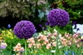 Purple Alium Ball Duo