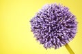 Purple Alium flower on yellow background Royalty Free Stock Photo