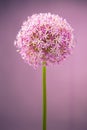 Purple alium onion flower