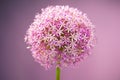 Purple alium onion flower