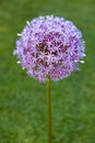 Purple alium onion flower Royalty Free Stock Photo