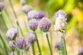 Purple alium onion flower. Allium flowers closeup. Flowering onion field Royalty Free Stock Photo