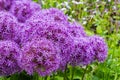 Purple alium onion flower Royalty Free Stock Photo