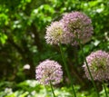 Purple alium onion flower Royalty Free Stock Photo