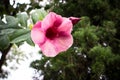 Purple Allamanda or Aiolet Allamanda the violet flower in the garden.