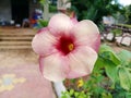 PURPLE ALLAMANDA