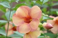 Orange Colored Purple Allamanda Flower with bud