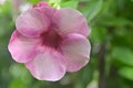 Purple Allamanda flower in bloom in the garden, India.