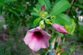 The purple allamanda flowers