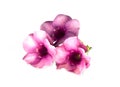 Purple allamanda